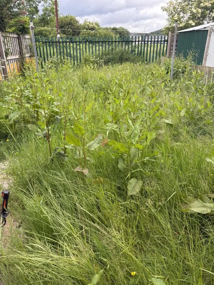 Overgrown garden before clearance